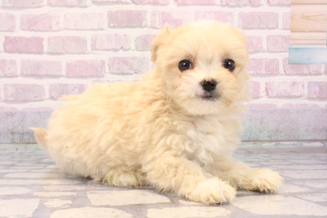 大阪府のマルプー(マルチーズ×プードル) (Coo&RIKU高槻店/2025年9月22日生まれ/女の子/フォーン)の子犬の2枚目の画像