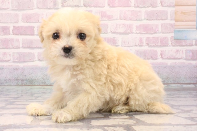 大阪府のマルプー(マルチーズ×プードル) (Coo&RIKU高槻店/2025年9月22日生まれ/女の子/フォーン)の子犬の3枚目の画像