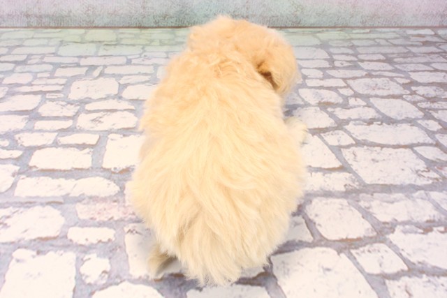 大阪府のマルプー(マルチーズ×プードル) (Coo&RIKU高槻店/2025年9月22日生まれ/女の子/フォーン)の子犬の4枚目の画像