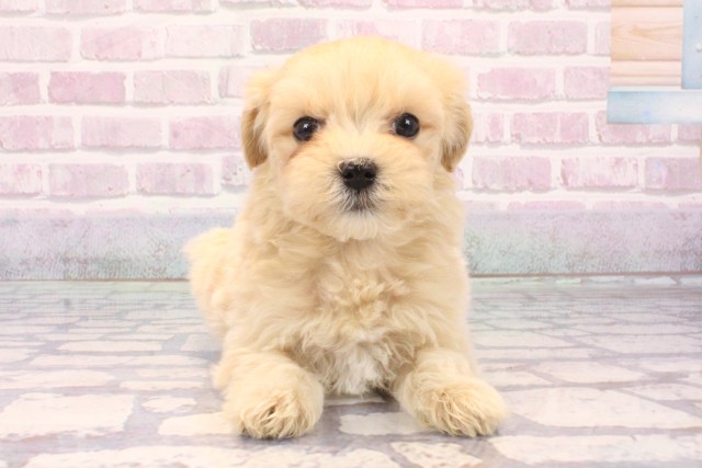和歌山県のマルプー(マルチーズ×プードル) (Coo&RIKU和歌山店/2025年9月22日生まれ/女の子/フォーン)の子犬の1枚目の画像