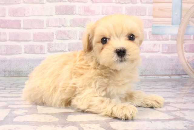 和歌山県のマルプー(マルチーズ×プードル) (Coo&RIKU和歌山店/2025年9月22日生まれ/女の子/フォーン)の子犬の2枚目の画像