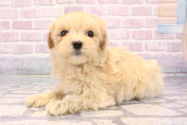 和歌山県のマルプー(マルチーズ×プードル) (Coo&RIKU和歌山店/2025年9月22日生まれ/女の子/フォーン)の子犬の3枚目の画像