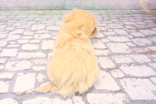 和歌山県のマルプー(マルチーズ×プードル) (Coo&RIKU和歌山店/2025年9月22日生まれ/女の子/フォーン)の子犬の4枚目の画像