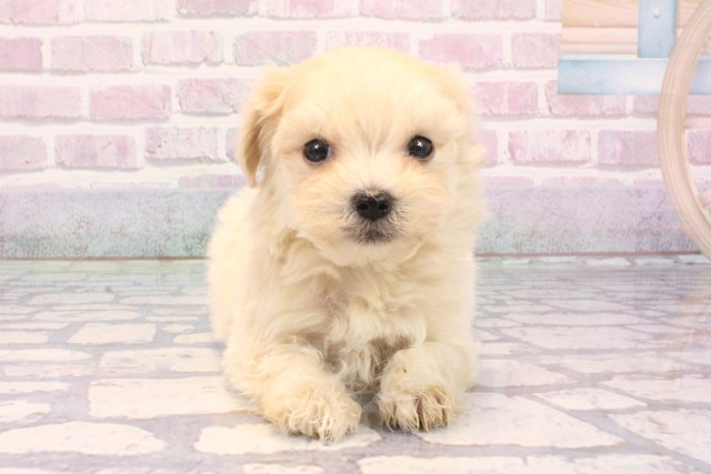 滋賀県のマルプー(マルチーズ×プードル) (Coo&RIKU東近江店/2025年9月22日生まれ/男の子/フォーン)の子犬の1枚目の画像