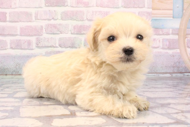 滋賀県のマルプー(マルチーズ×プードル) (Coo&RIKU東近江店/2025年9月22日生まれ/男の子/フォーン)の子犬の2枚目の画像