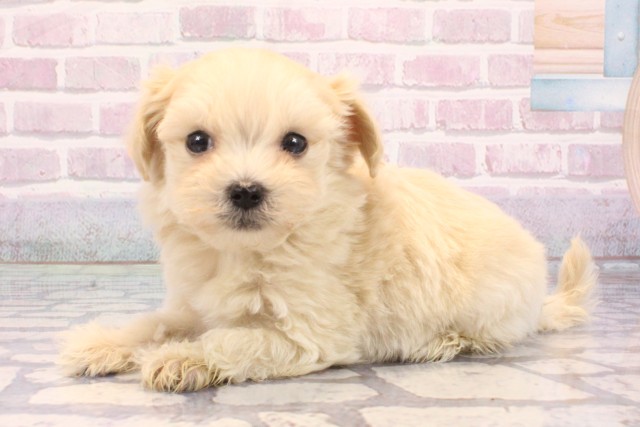 滋賀県のマルプー(マルチーズ×プードル) (Coo&RIKU東近江店/2025年9月22日生まれ/男の子/フォーン)の子犬の3枚目の画像