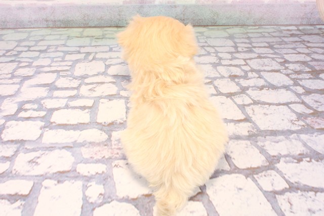 滋賀県のマルプー(マルチーズ×プードル) (Coo&RIKU東近江店/2025年9月22日生まれ/男の子/フォーン)の子犬の4枚目の画像