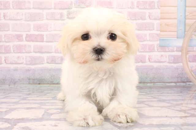 兵庫県のマルチーズ (Coo&RIKU尼崎店/2025年9月17日生まれ/女の子/ホワイト)の子犬