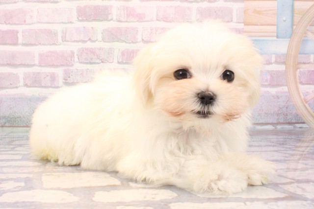 兵庫県のマルチーズ (Coo&RIKU尼崎店/2025年9月17日生まれ/女の子/ホワイト)の子犬の2枚目の画像