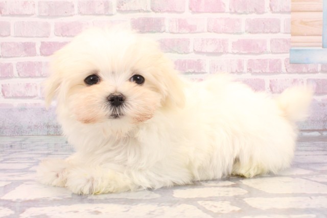 兵庫県のマルチーズ (Coo&RIKU尼崎店/2025年9月17日生まれ/女の子/ホワイト)の子犬の3枚目の画像