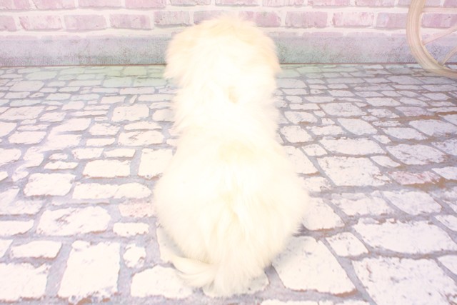 兵庫県のマルチーズ (Coo&RIKU尼崎店/2025年9月17日生まれ/女の子/ホワイト)の子犬の4枚目の画像