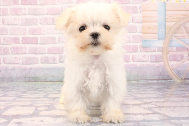 大阪府のマルチーズ (Coo&RIKU松原店/2025年9月17日生まれ/女の子/ホワイト)の子犬の1枚目の画像