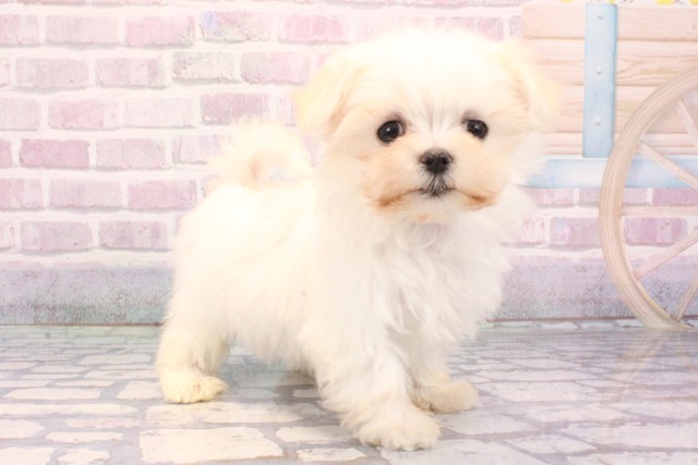 大阪府のマルチーズ (Coo&RIKU松原店/2025年9月17日生まれ/女の子/ホワイト)の子犬の2枚目の画像
