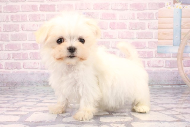 大阪府のマルチーズ (Coo&RIKU松原店/2025年9月17日生まれ/女の子/ホワイト)の子犬の3枚目の画像