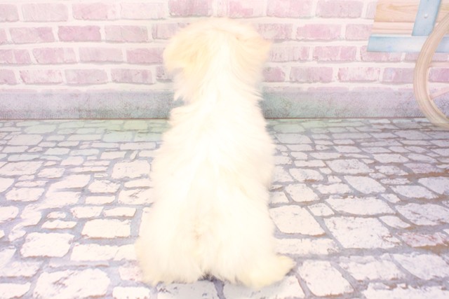 大阪府のマルチーズ (Coo&RIKU松原店/2025年9月17日生まれ/女の子/ホワイト)の子犬の4枚目の画像