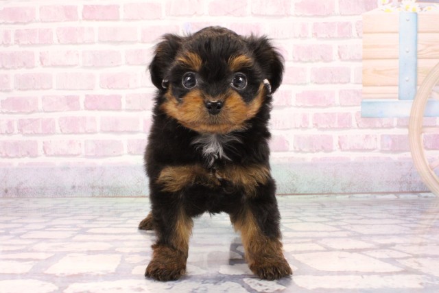 滋賀県のチワプー/プーチー(チワワ×プードル) (Coo&RIKU東近江店/2025年9月20日生まれ/男の子/ブラックタン)の子犬の1枚目の画像