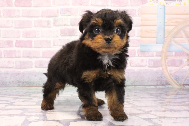 滋賀県のチワプー/プーチー(チワワ×プードル) (Coo&RIKU東近江店/2025年9月20日生まれ/男の子/ブラックタン)の子犬の2枚目の画像