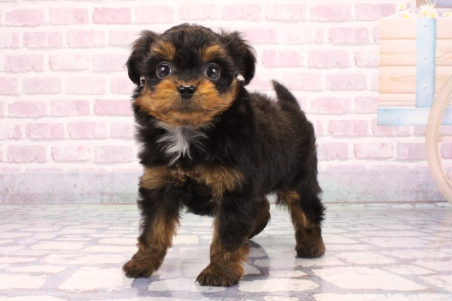 滋賀県のチワプー/プーチー(チワワ×プードル) (Coo&RIKU東近江店/2025年9月20日生まれ/男の子/ブラックタン)の子犬の3枚目の画像