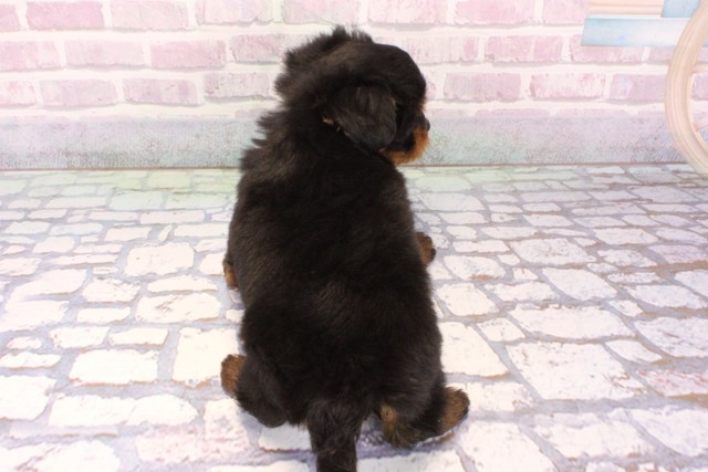 滋賀県のチワプー/プーチー(チワワ×プードル) (Coo&RIKU東近江店/2025年9月20日生まれ/男の子/ブラックタン)の子犬の4枚目の画像