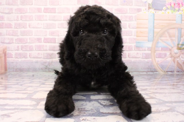 滋賀県のスタンダードプードル (Coo&RIKU長浜店/2025年9月20日生まれ/女の子/ブラック)の子犬の1枚目の画像
