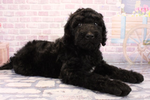 滋賀県のスタンダードプードル (Coo&RIKU長浜店/2025年9月20日生まれ/女の子/ブラック)の子犬の2枚目の画像
