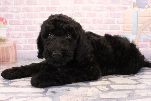 滋賀県のスタンダードプードル (Coo&RIKU長浜店/2025年9月20日生まれ/女の子/ブラック)の子犬の3枚目の画像