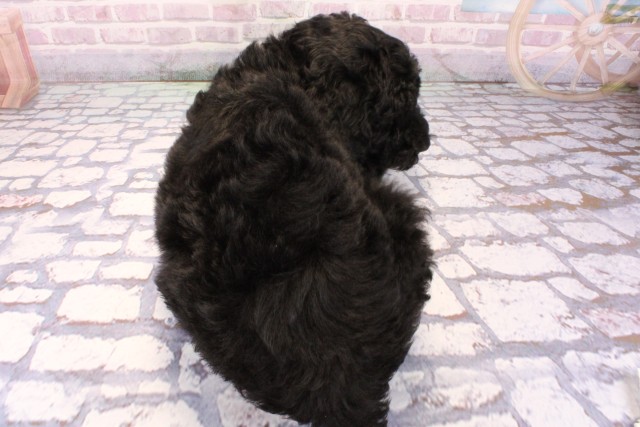 滋賀県のスタンダードプードル (Coo&RIKU長浜店/2025年9月20日生まれ/女の子/ブラック)の子犬の4枚目の画像