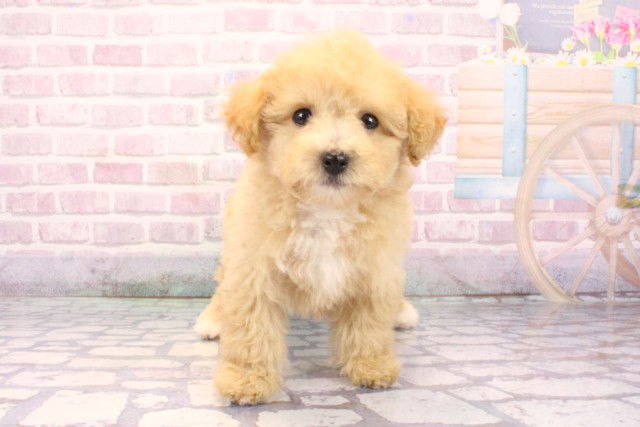 大阪府のビションプー(ビションフリーゼ×プードル) (Coo&RIKU松原店/2025年9月21日生まれ/女の子/アプリコット)の子犬の1枚目の画像