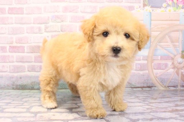 大阪府のビションプー(ビションフリーゼ×プードル) (Coo&RIKU松原店/2025年9月21日生まれ/女の子/アプリコット)の子犬の2枚目の画像