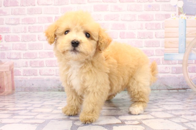 大阪府のビションプー(ビションフリーゼ×プードル) (Coo&RIKU松原店/2025年9月21日生まれ/女の子/アプリコット)の子犬の3枚目の画像