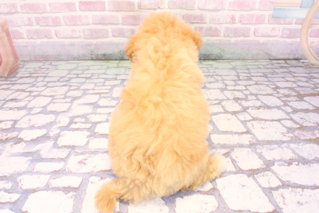 大阪府のビションプー(ビションフリーゼ×プードル) (Coo&RIKU松原店/2025年9月21日生まれ/女の子/アプリコット)の子犬の4枚目の画像