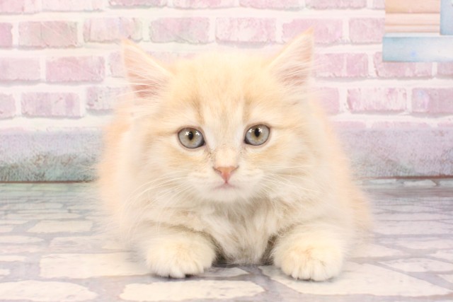 大阪府のスコティッシュフォールド (Coo&RIKU松原店/2025年9月15日生まれ/女の子/クリームタビー)の子猫の1枚目の画像