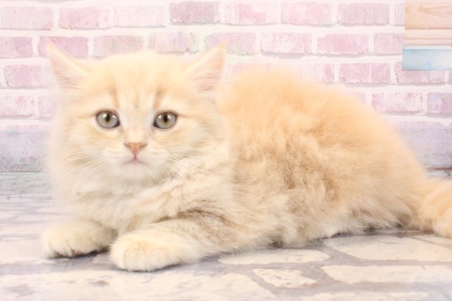 大阪府のスコティッシュフォールド (Coo&RIKU松原店/2025年9月15日生まれ/女の子/クリームタビー)の子猫の3枚目の画像