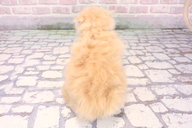 大阪府のスコティッシュフォールド (Coo&RIKU松原店/2025年9月15日生まれ/女の子/クリームタビー)の子猫の4枚目の画像