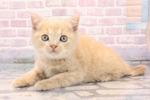 和歌山県のスコティッシュフォールド (Coo&RIKU和歌山店/2025年9月21日生まれ/男の子/クリームタビーホワイト)の子猫の3枚目の画像