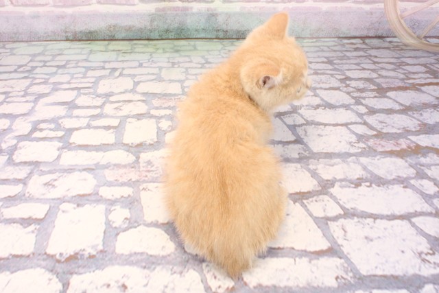 和歌山県のスコティッシュフォールド (Coo&RIKU和歌山店/2025年9月21日生まれ/男の子/クリームタビーホワイト)の子猫の4枚目の画像