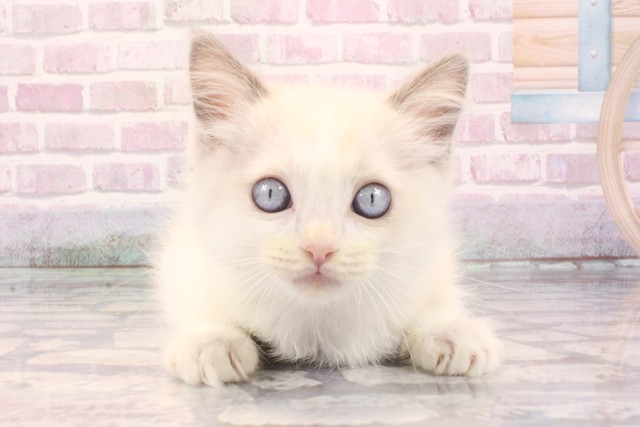 大阪府のラグドール (Coo&RIKU和泉店/2025年9月12日生まれ/男の子/ブルーポイントバイカラー)の子猫の1枚目の画像