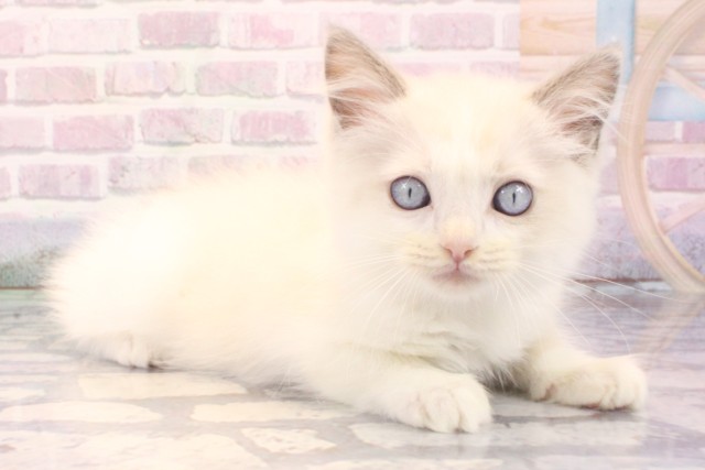 大阪府のラグドール (Coo&RIKU和泉店/2025年9月12日生まれ/男の子/ブルーポイントバイカラー)の子猫の2枚目の画像