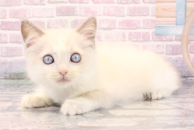 大阪府のラグドール (Coo&RIKU和泉店/2025年9月12日生まれ/男の子/ブルーポイントバイカラー)の子猫の3枚目の画像