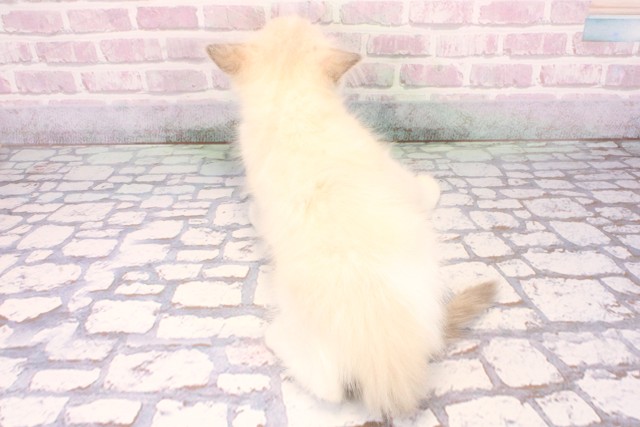 大阪府のラグドール (Coo&RIKU和泉店/2025年9月12日生まれ/男の子/ブルーポイントバイカラー)の子猫の4枚目の画像