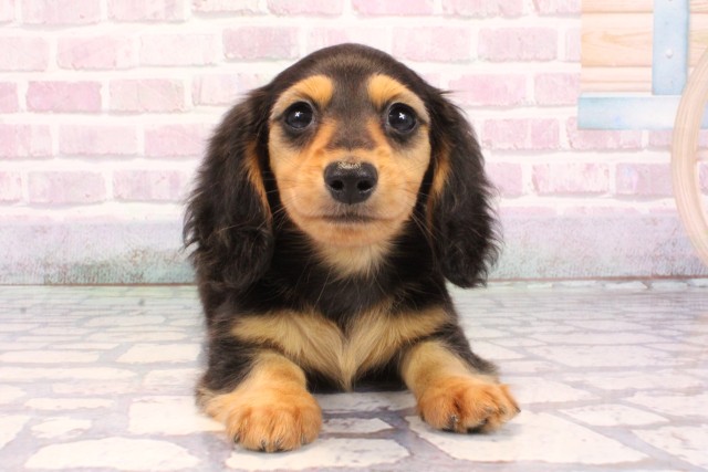 大阪府のミニチュアダックスフンド(ロング) (Coo&RIKU和泉店/2025年9月14日生まれ/男の子/ブラックタン)の子犬の1枚目の画像