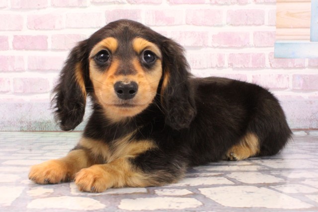 大阪府のミニチュアダックスフンド(ロング) (Coo&RIKU和泉店/2025年9月14日生まれ/男の子/ブラックタン)の子犬の3枚目の画像