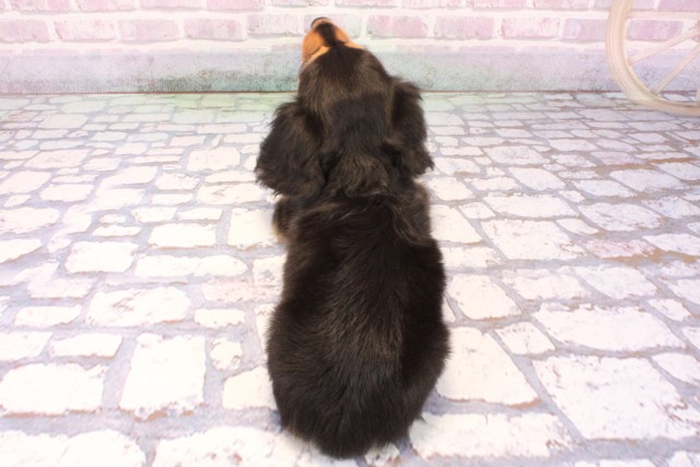 大阪府のミニチュアダックスフンド(ロング) (Coo&RIKU和泉店/2025年9月14日生まれ/男の子/ブラックタン)の子犬の4枚目の画像