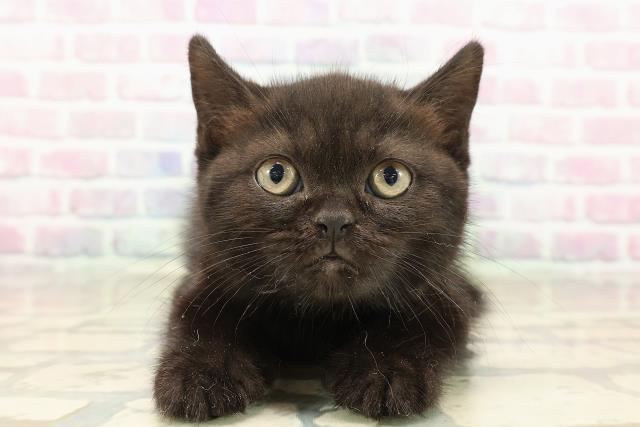 沖縄県のブリティッシュショートヘアー (Coo&RIKUイオン北谷店/2025年9月21日生まれ/男の子/ブラック)の子猫の1枚目の画像