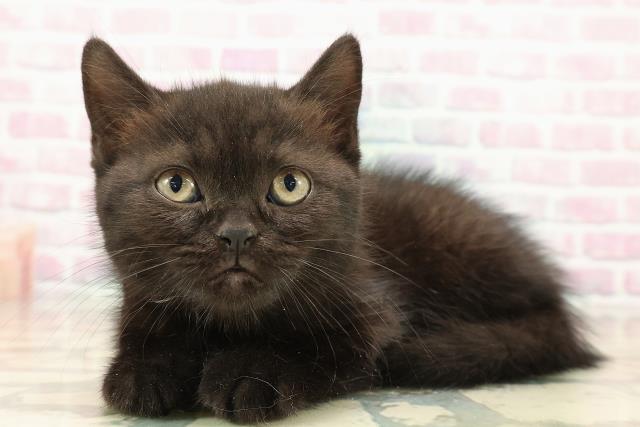 沖縄県のブリティッシュショートヘアー (Coo&RIKUイオン北谷店/2025年9月21日生まれ/男の子/ブラック)の子猫の2枚目の画像