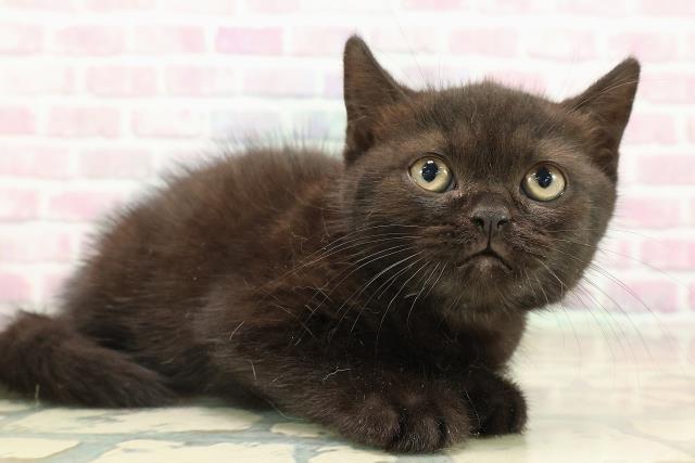沖縄県のブリティッシュショートヘアー (Coo&RIKUイオン北谷店/2025年9月21日生まれ/男の子/ブラック)の子猫の3枚目の画像