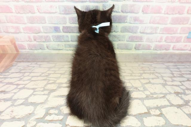 沖縄県のブリティッシュショートヘアー (Coo&RIKUイオン北谷店/2025年9月21日生まれ/男の子/ブラック)の子猫の4枚目の画像