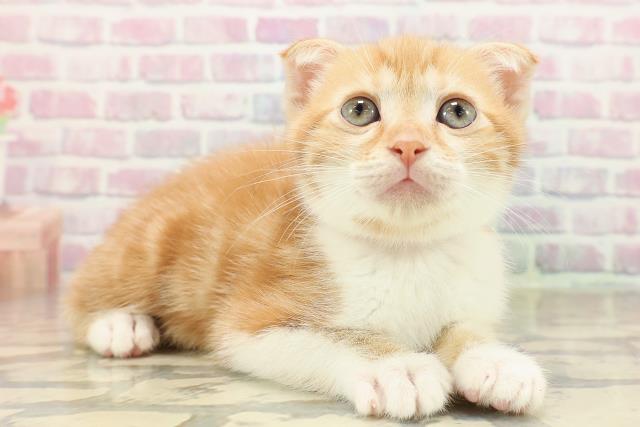 沖縄県のスコティッシュフォールド (Coo&RIKU石垣店/2025年9月21日生まれ/女の子/レッドタビーホワイト)の子猫の3枚目の画像