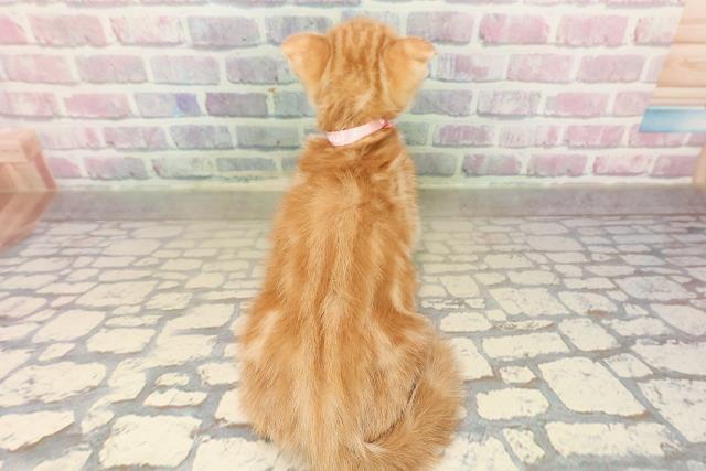 沖縄県のスコティッシュフォールド (Coo&RIKU石垣店/2025年9月21日生まれ/女の子/レッドタビーホワイト)の子猫の4枚目の画像