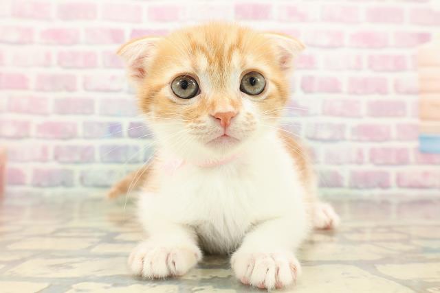 宮城県のスコティッシュフォールド (Coo&RIKU仙台太白店/2025年9月21日生まれ/女の子/レッドタビーホワイト)の子猫の1枚目の画像